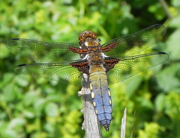 Libellula depressa.